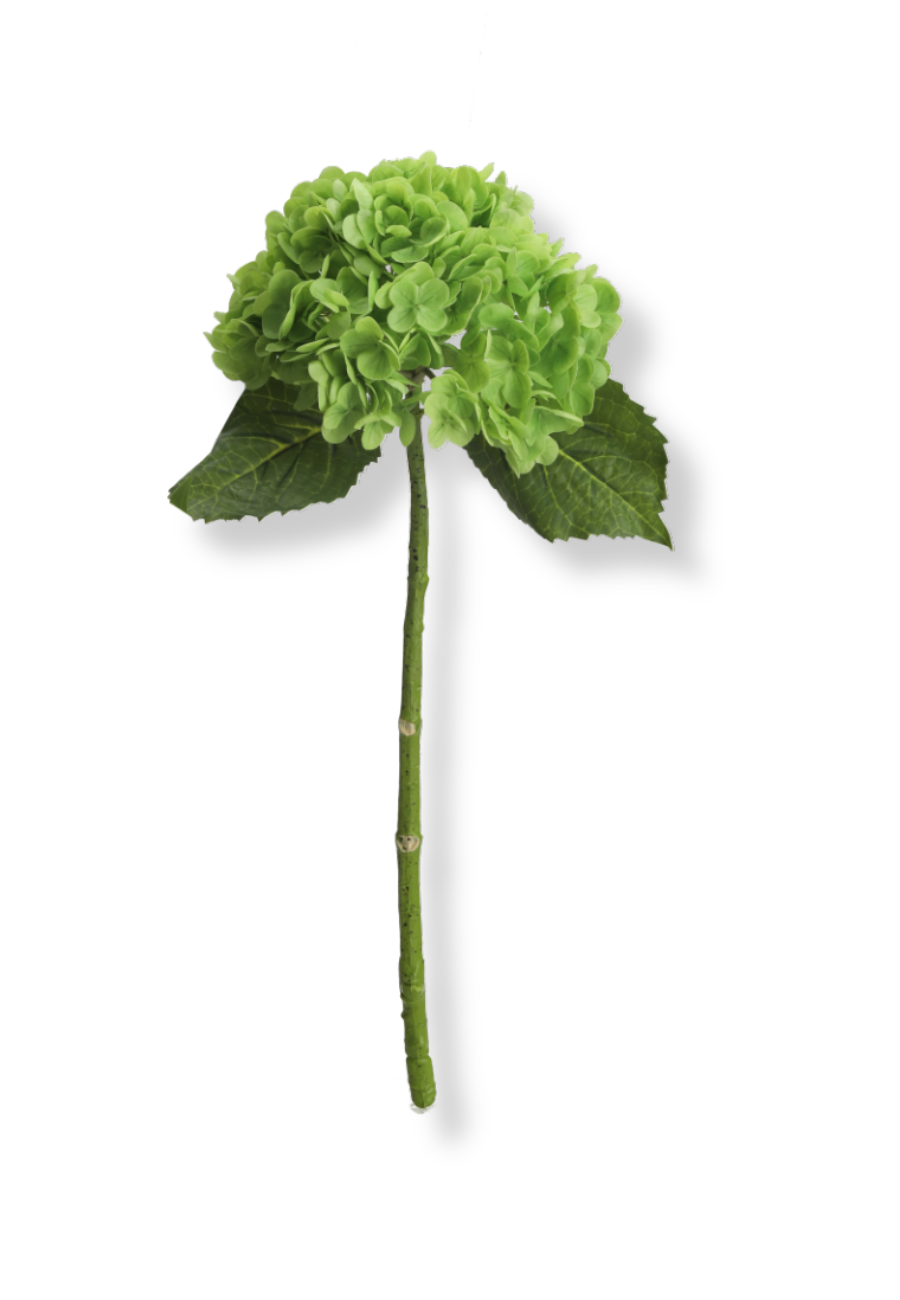 Hortensia blomst - grøn